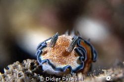 GLOSSODORIS A LISERE- Glossodoris cincta 
ile de la Réun... by Didier Pasquini 